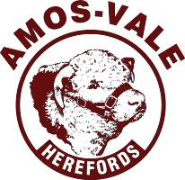 Amos Vale Herefords Logo